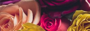 Rose 2